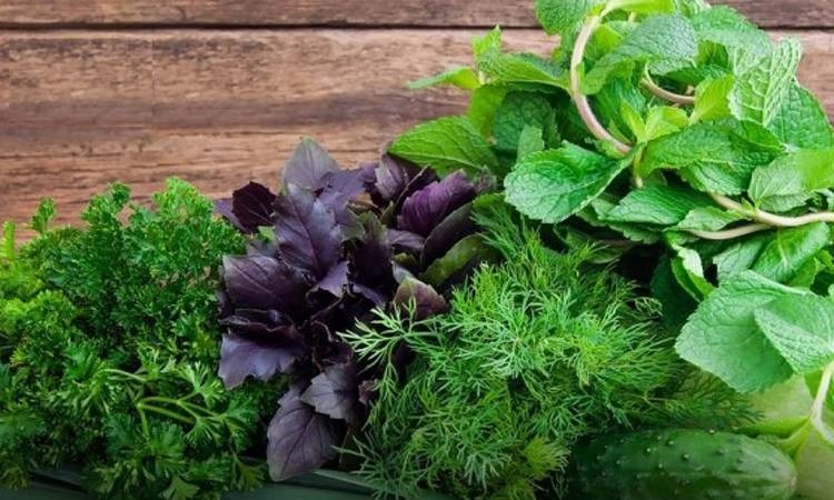 فلسطين – “الزراعة” تؤكد رفضها القاطع للادعاءات الإسرائيلية بشأن تلوث الخضروات الفلسطينية المصدرة بمخلفات المبيدات