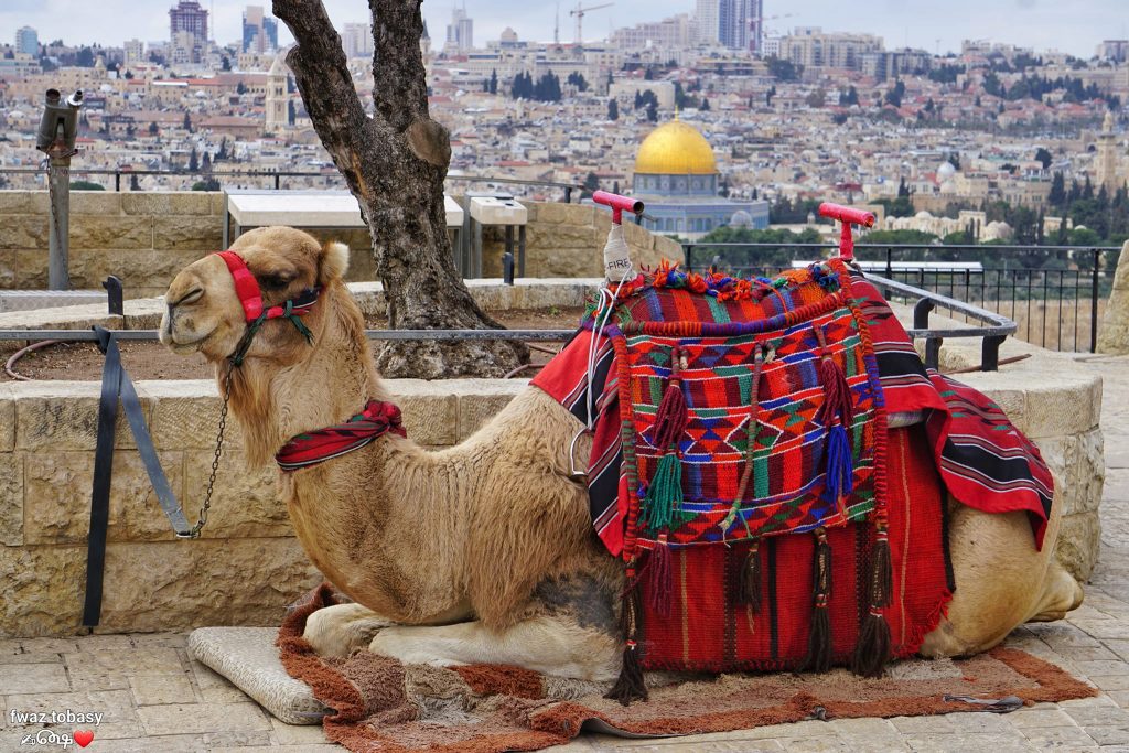 جبل الزيتون