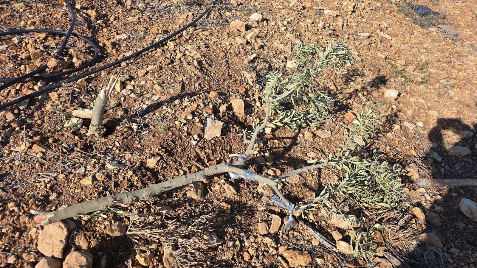 فلسطين – مستوطنون يقتلعون أشجار الزيتون غرب سلفيت