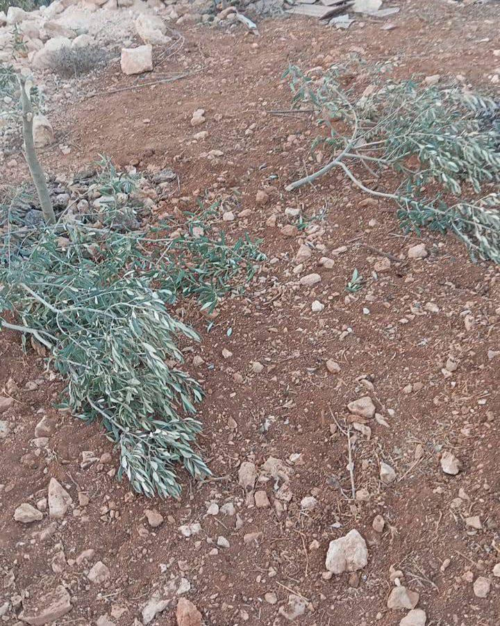 فلسطين – الاحتلال يقتلع مئات أشجار الزيتون شمال سلفيت