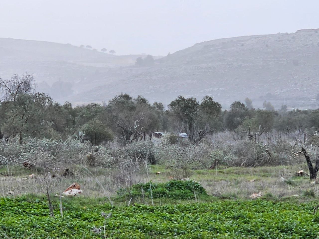 فلسطين – مستوطنون يقتلعون 200 شجرة زيتون في ترمسعيا شمال رام الله
