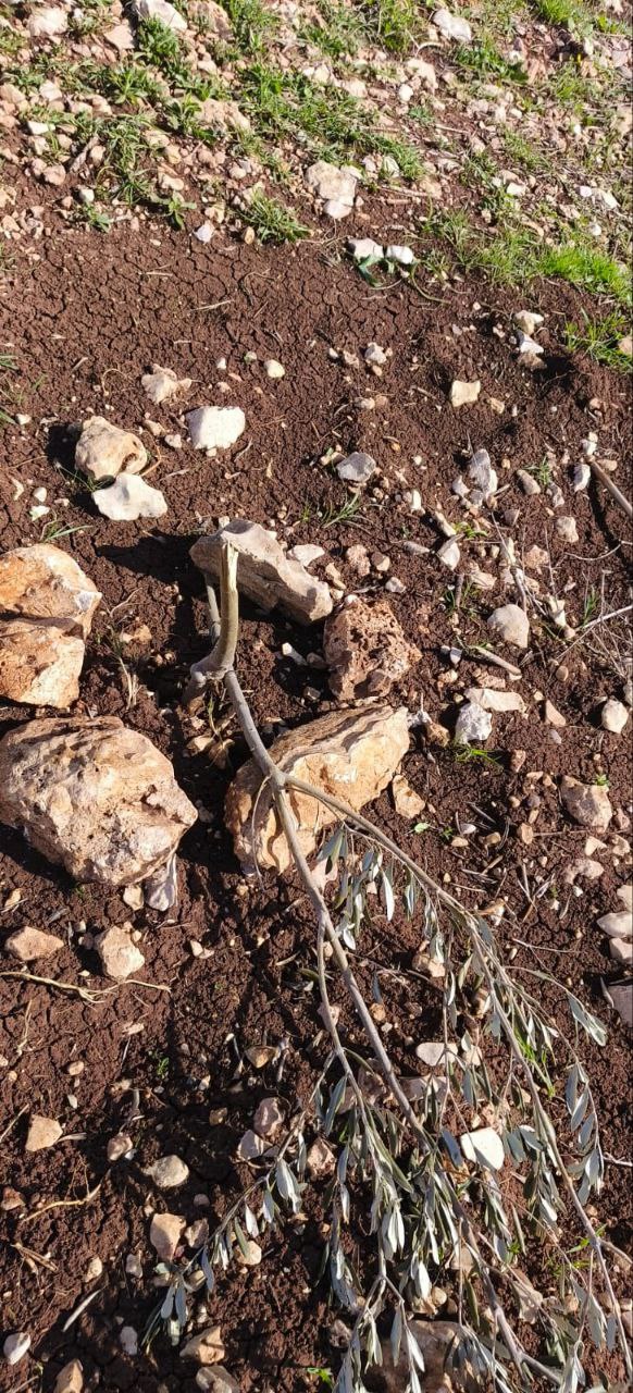 فلسطين – مستوطنون يقتلعون 100 شتلة زيتون جنوب نابلس