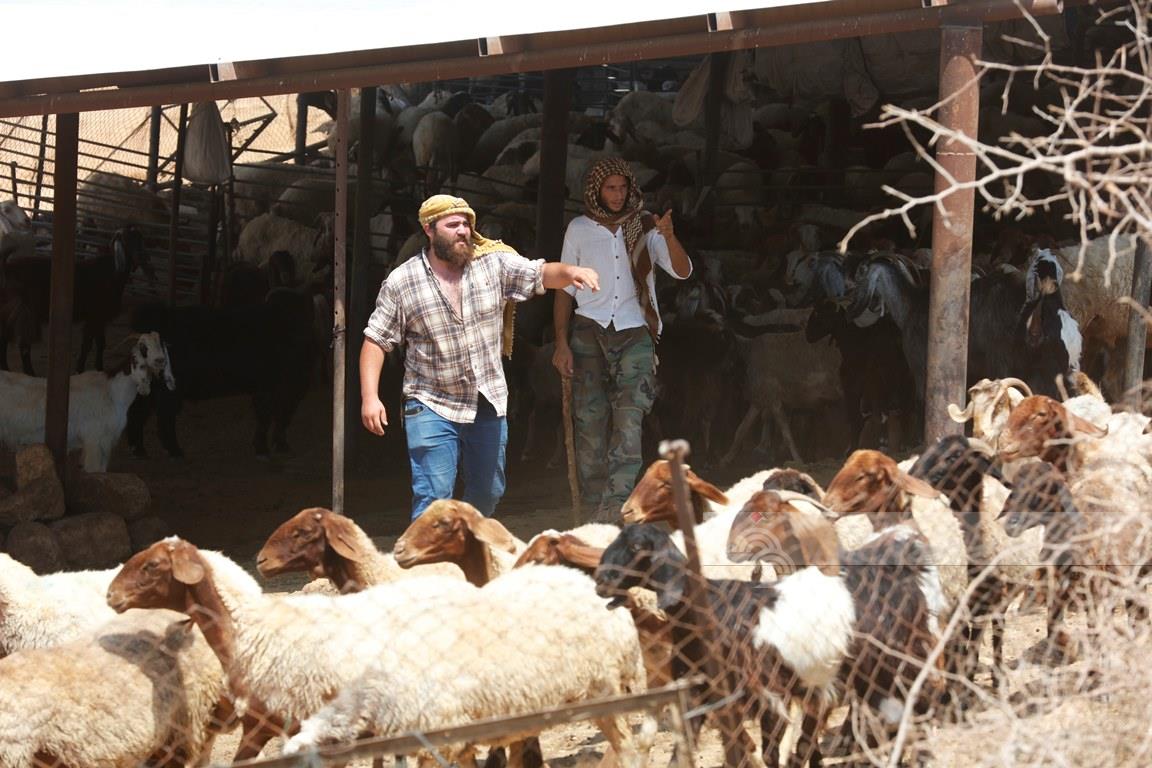 فلسطين – مستوطنون يهاجمون منزلا في مسافر بني نعيم ويسرقون 30 رأسا من الغنم ويقتلون آخرين