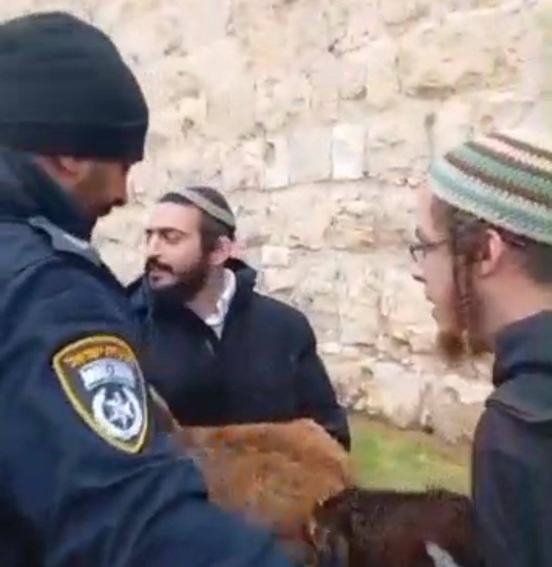 فلسطين – الأعلى منذ 1967.. سبع محاولات لإدخال “القرابين” إلى المسجد الأقصى خلال “عيد الفصح اليهودي” هذا العام