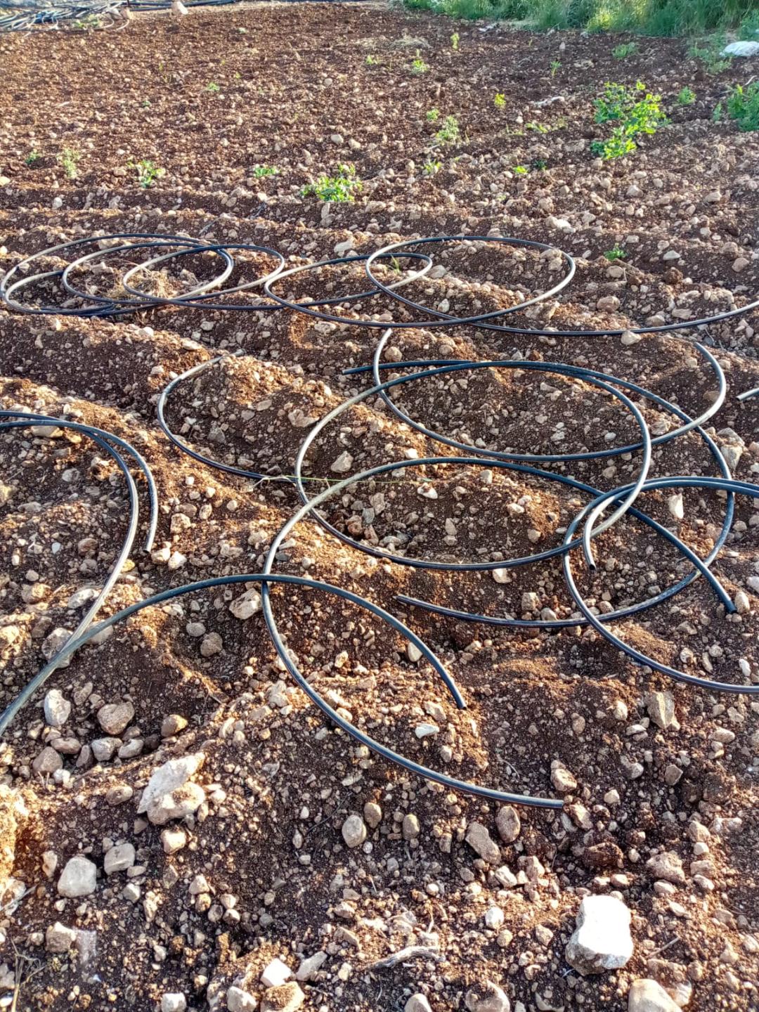 فلسطين – مستوطنون يقتلعون أشتال زيتون ويقطعون شبكة الري شرق طوباس