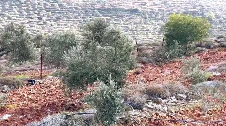 فلسطين – الاحتلال يقتلع أشجار زيتون قديمة في قرية عسلة شرق قلقيلية