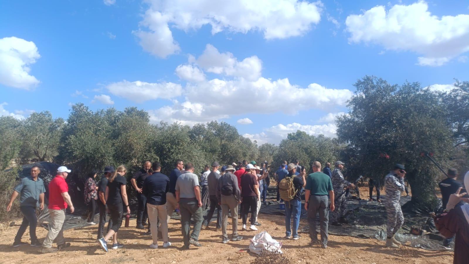 الحملة الوطنية لقطف الزيتون تُنجز أكثر من نصف المساحات المستهدفة